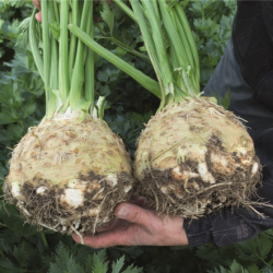 Seler Alicia f1 10 000 nasion Primed Pellets ST